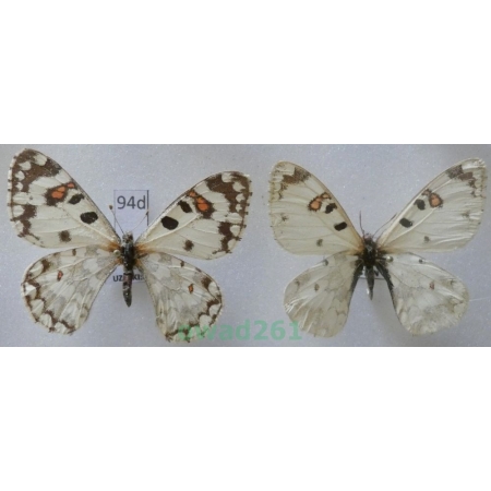 Hypermnestra helios Nickerl, 1846 pair Uzbekistan94d